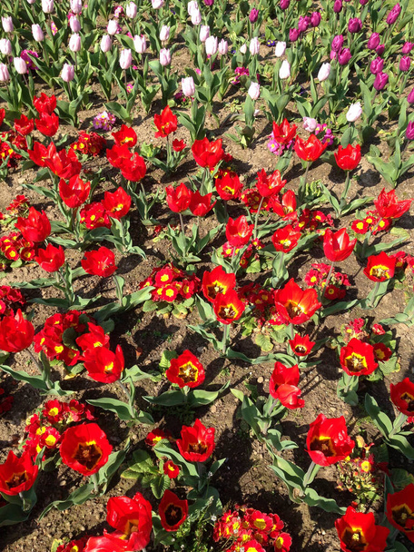 Яскраві червоні весняні квіти тюльпанів виставлені в муніципальному парку. Фотографія мобільного телефону з обробкою постів телефону або планшета
. - Фото, зображення