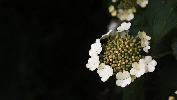 Viburnum flower closeup on a blurry dark background.selective focus - Photo, image