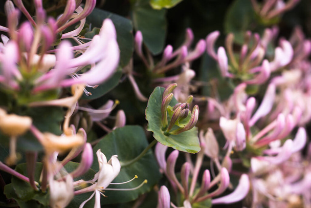 Цветущие розовые жимолости на фоне зеленых листьев
 - Фото, изображение