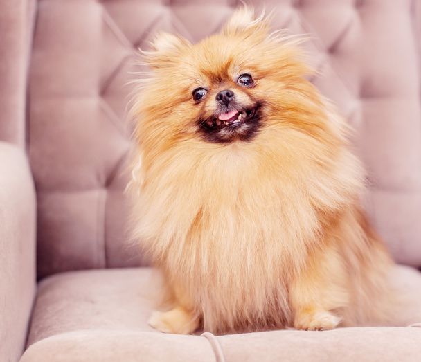 funny and fluffy pomeranian - Foto, afbeelding