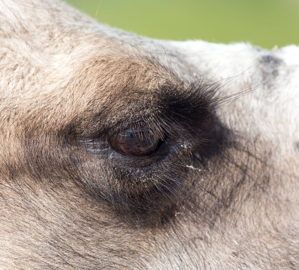 Eyes of a camel . In the park in nature - 写真・画像