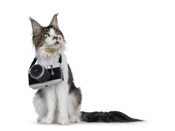 Χαριτωμένη νεαρή γάτα Μέιν Ρουν, κάθεται μπροστά. Φορώντας μια φωτογραφική μηχανή παιχνίδι γύρω από το λαιμό. Κοιτάζω ψηλά. απομονωμένο σε λευκό φόντο. - Φωτογραφία, εικόνα