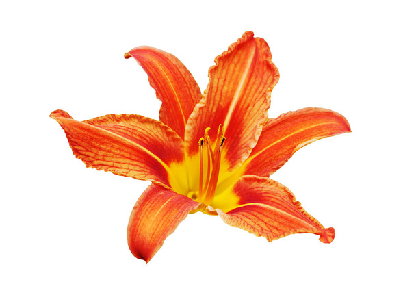 Orange Taglilie Blume weißer Hintergrund isoliert Nahaufnahme, rote und gelbe Blütenblätter Lilie, hell schöne Hippeastrum Makro, bunte Amaryllis Blütenkopf, Taglilie Gartenpflanze, florales Design-Element - Foto, Bild
