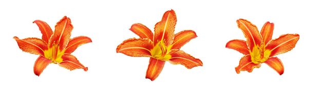 Oranžový den lilie květina nastavit bílé pozadí izolované zblízka, tři červené a žluté okvětní lístky lilie, krásné hippeastrum makro, barevné amaryllis květinová hlava, denní zahradní rostlina, květinový design element - Fotografie, Obrázek