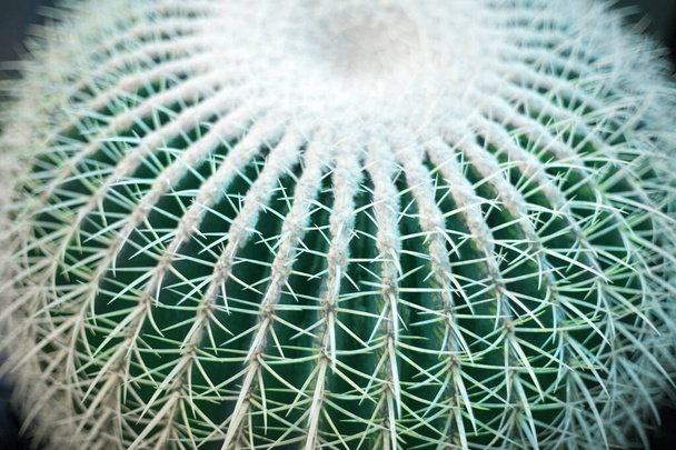 One big green round beautiful cactus closeup macro on blurred background top view, cactus texture with long sharp thorns, cacti decorative pattern design, arid climate plant concept - Photo, Image