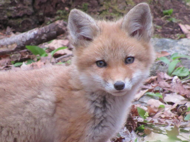 Joven zorro rojo mirando a la cámara en el bosque
  - Foto, Imagen