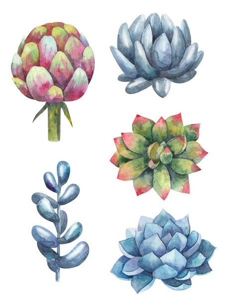 set of succulents, cacti, plants watercolor illustration on a white background - Photo, Image
