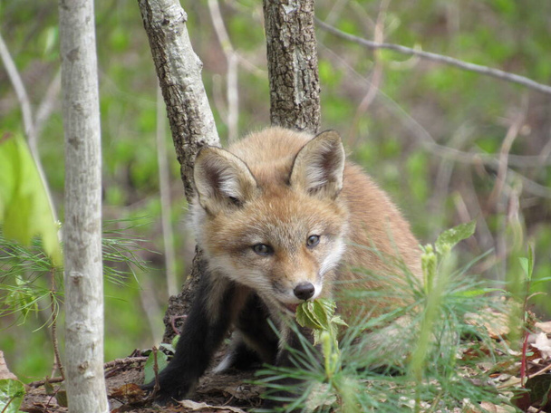 Young red fox biting a plant and looking towards the camera in the woods during spring - Photo, Image