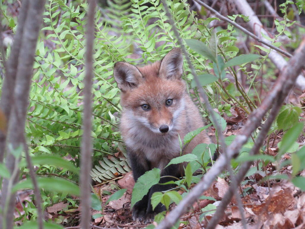 Mladá červená liška hledí na kameru v lese během jara  - Fotografie, Obrázek