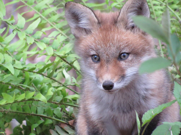 Joven zorro rojo mirando hacia la cámara en el bosque durante la primavera
  - Foto, Imagen