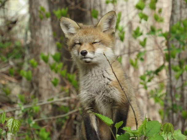 Young red fox sniffing the air with it's eyes closed - Photo, Image