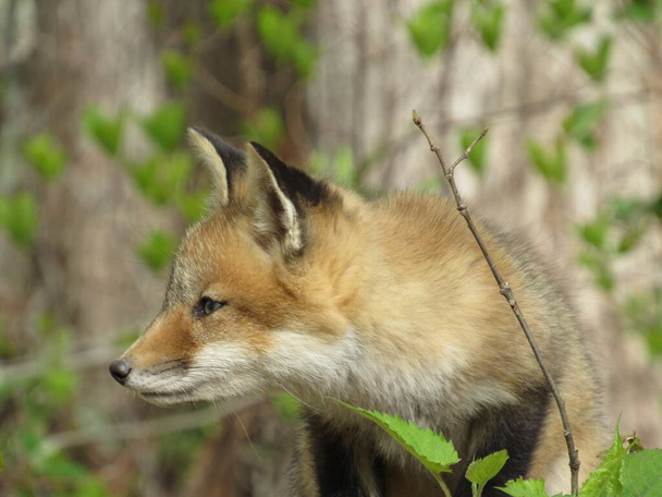 Mladá červená liška se dívá na něco v lese na jaře  - Fotografie, Obrázek