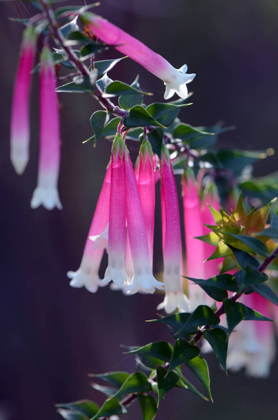 Pink and white bell-shaped flowers of the Australian Fuchsia Heath, Epacris longiflora, family Ericaceae, Royal National Park, NSW, Australia.  - Фото, изображение