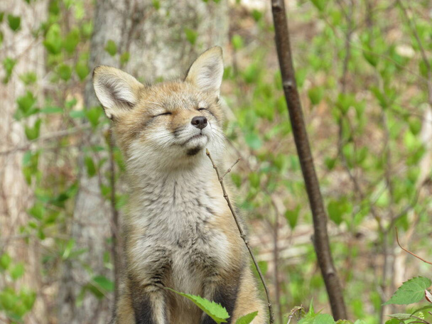 Mladá červená liška očichává vzduch se zavřenýma očima - Fotografie, Obrázek