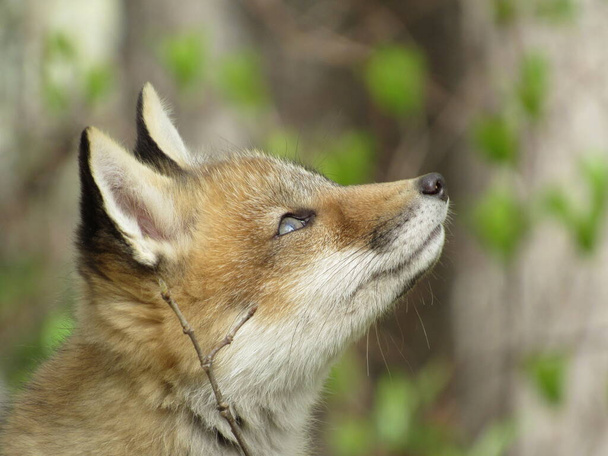 Joven zorro rojo mirando algo en el bosque en primavera
 - Foto, Imagen