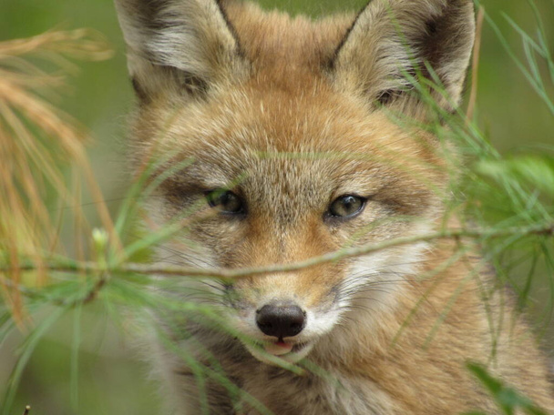 Молодой рыжий лис смотрит в камеру с языком, торчащим в лесу весной.
 - Фото, изображение