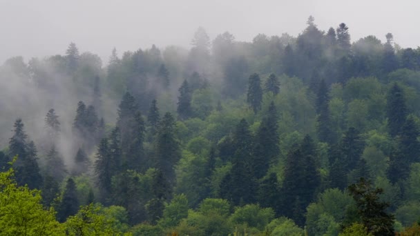 Vynikající panoramatický výhled na Karpatský les a hory Bieszczady Polsko. - Záběry, video