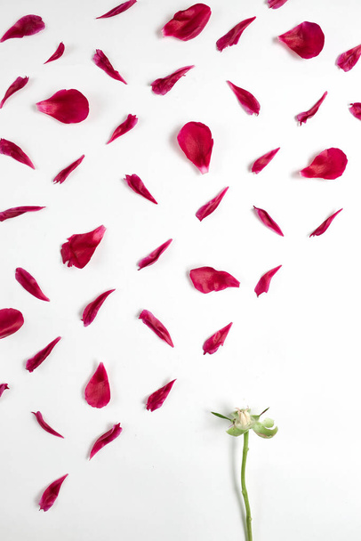Blütenblätter und Stiel aus rosa Blüten unterschiedlicher Größe sind in einem Muster auf weißem Hintergrund ausgebreitet  - Foto, Bild