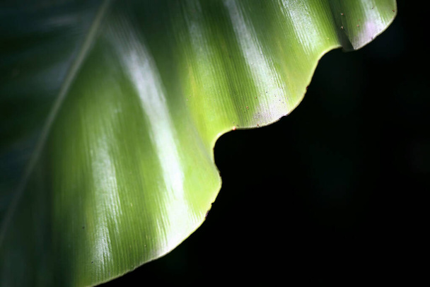 Листя Тропічні лісові дерева текстура фонові шпалери
 - Фото, зображення