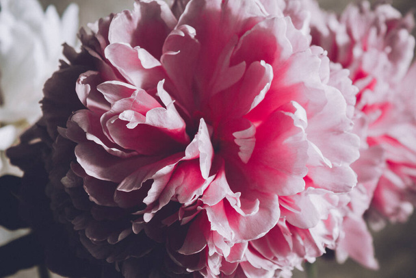 花が咲く牡丹のピンクの花弁がクローズアップされます。花芽. - 写真・画像