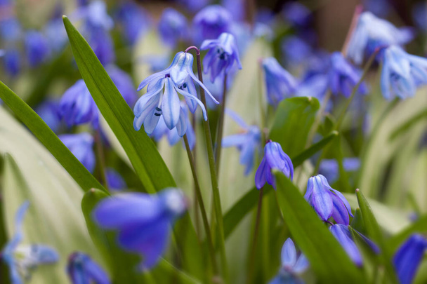 Blossom blue snowdrops. Scilla siberica flowers in the spring forest. Spring background - Photo, Image