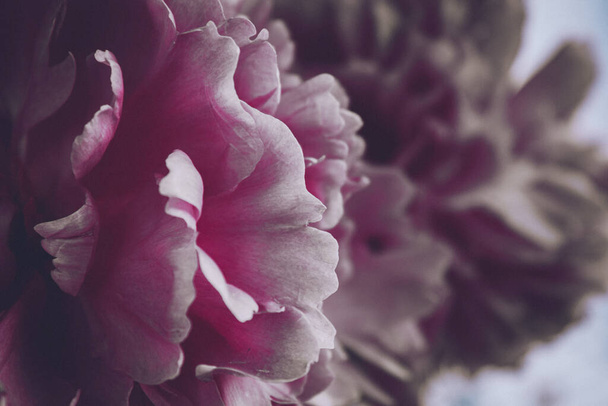 Pétalos rosados de una peonía floreciente de cerca. La flor Bud
. - Foto, Imagen