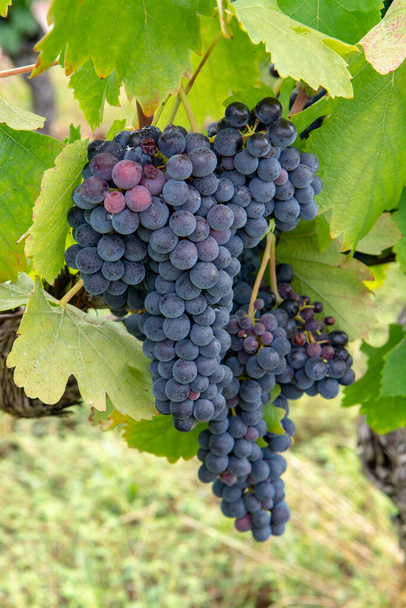 フランスの赤とバラのワインブドウの植物、フランスで熟したワインブドウの最初の新しい収穫、コスティエール・ド・ニメスAOPドメインまたは城のブドウ畑を閉じる - 写真・画像