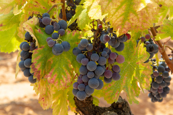 Franse rode en rose wijndruiven plant, teelt op oker minerale grond, nieuwe oogst van wijndruiven in Frankrijk, Vaucluse Luberon AOP domein of chateau wijngaard close-up - Foto, afbeelding
