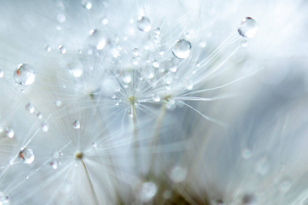 Abstract macro photo, White dandelion with drops of water - Photo, Image