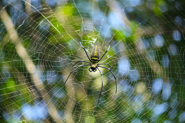 Makro-Nahaufnahme Detail der Nephilinae Spinnennetz, bunt lebendig von weiß gelb orange rot grau und schwarz Farbe mit Naturhintergrund. Spinne sitzt im Netz - Foto, Bild