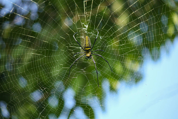 Macro close-up detail van Nephilinae spinnenweb, kleurrijke levendigheid van wit geel oranje rood grijs en zwarte kleur met natuur achtergrond. Spider zit op het web - Foto, afbeelding