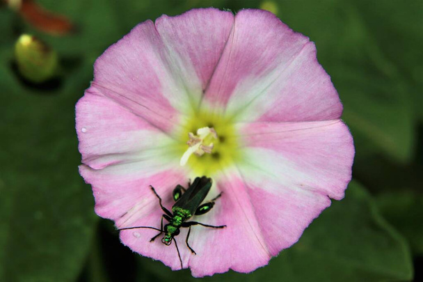 Металлический зеленый толстоногий цветочный жук на розовых лепестках
 - Фото, изображение