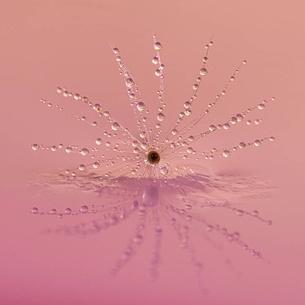タンポポの時計と水に反射する細かい水滴 - 写真・画像
