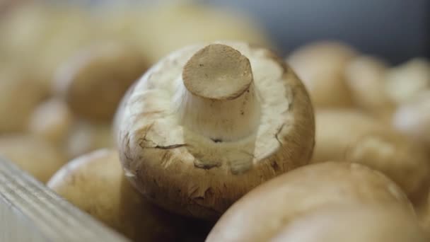  Extreme Close-up of Champignons in Grocery Store. Fresh Mushrooms Lying on the Shelf in Retail Shop - Footage, Video