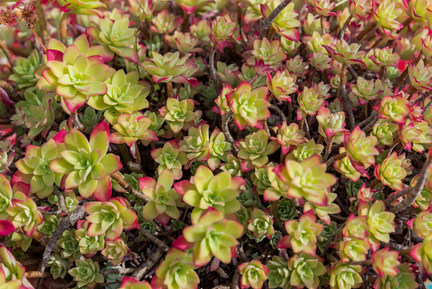 Aeonium haworthii. Also known as aeonium or Haworth's pinwheel, it is a species of succulent plant of the Crassulaceae family. It is native to the Canary Islands and southern California. - Photo, Image