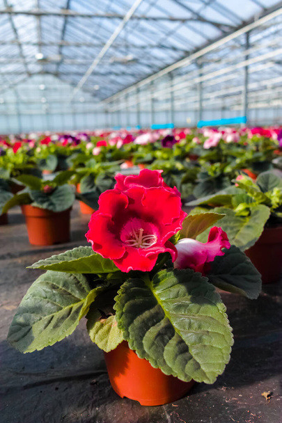 Gloxinia kvetoucí barevné byliny pěstované jako dekorativní nebo okrasné květiny, rostoucí ve skleníku - Fotografie, Obrázek