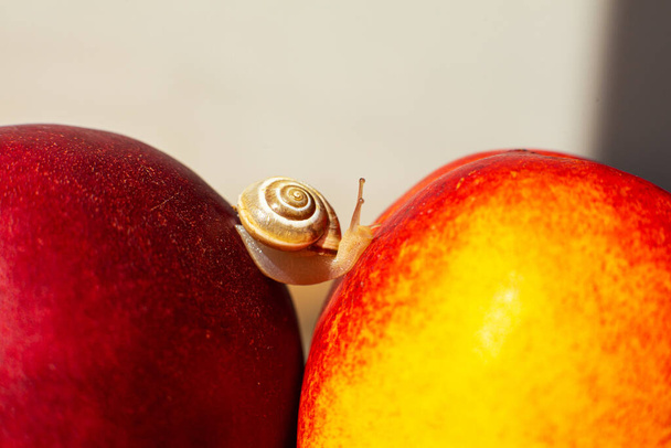 Little snail crawling on ripe red nectarines. - Фото, изображение
