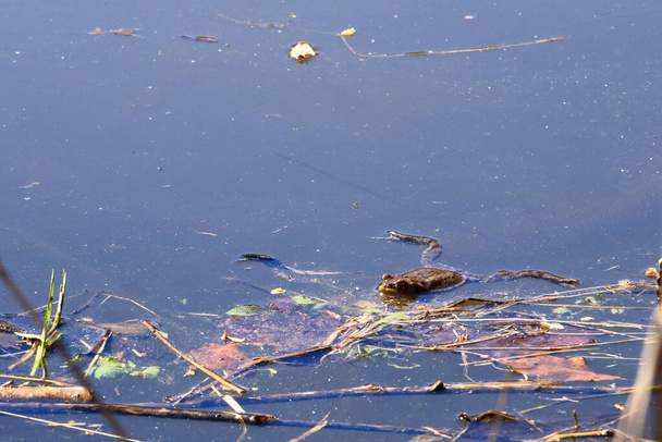 Common toad or European toad, Bufo bufo, in the shallow water - Photo, Image