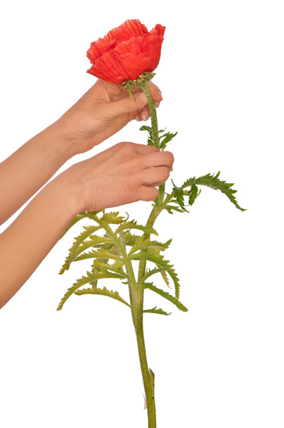 Poppy - flower - Фото, зображення