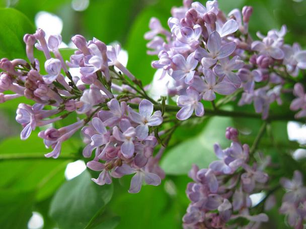 beautiful lilac blooms in spring with purple flowers in brushes on the Bush - Foto, Imagen