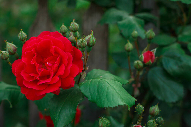 Červená růže na zeleném přírodním pozadí - Fotografie, Obrázek