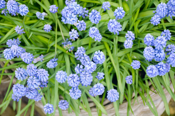 Kukka aikaisin keväällä puutarhan kukkia sininen Muscari lähikuva - Valokuva, kuva