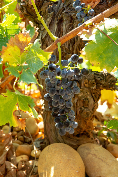Hochwertige französische Weinproduktion, Rotweinreife Traubenpflanzen wachsen in Chateauneuf de Papes, Provence, Frankreich - Foto, Bild