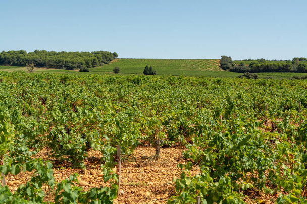 Produção de vinho francês de alta qualidade, vinho tinto plantas de uvas maduras que crescem em Chateauneuf de Papes, Provence, França
 - Foto, Imagem