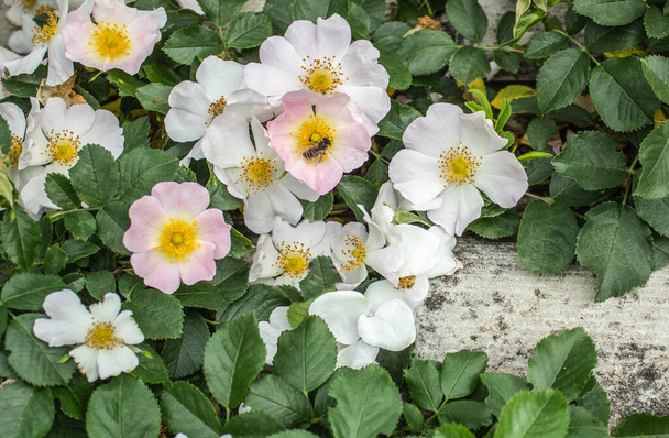 Λουλούδια τριανταφυλλιάς με μέλισσα, κοντά. Τριανταφυλλιά λευκά και ροζ τριαντάφυλλα σε γκρι φόντο. Φυσική ομορφιά. - Φωτογραφία, εικόνα