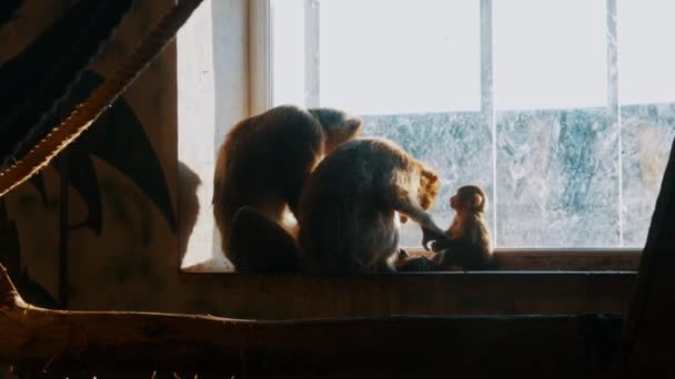 Rodzina małp więzionych w klatce zoo spoglądająca przez okno na wolność - Materiał filmowy, wideo