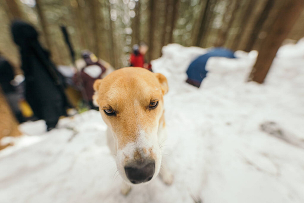 Een hond zittend in de sneeuw - Foto, afbeelding