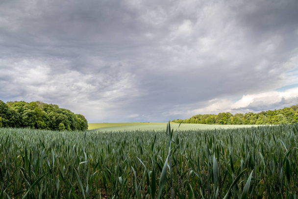 Een veld van tarwe en een uitzicht op donkere wolken op een heuvelachtig landschap voor zonsondergang in de verte kunt u de regen zien. - Foto, afbeelding