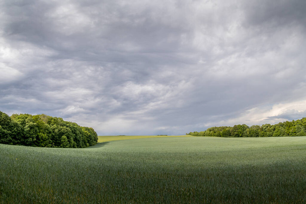 Un campo di grano e una vista di nuvole scure su un paesaggio collinare prima del tramonto in lontananza si può vedere la pioggia
. - Foto, immagini