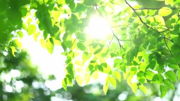 Close-up van blad bewegen met zonneschijn in park  - Video